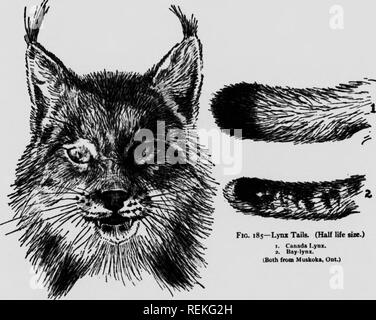 . Histoires de vie des animaux du nord [microforme] : un compte de ses mammifères du Manitoba. Mammifères marins, les Mammifères Mammifères ; Mammifères. Lynx du Canada 679 chat sauvage ou de la Baie-lynx Lynx nous {ruff), mais sa queue est très dif- férents et fournit un guide sûr ; tandis que le Lynx a l'extrémité de la queue noire entièrement au-dessus et au-dessous et le reste d'un blanc grisâtre, le BAY-lynx a la pointe noire sur le dos et blanche sur le ventre, et a aussi d'autres bars cassés sur la partie supérieure. Fig. 185-Lynx Queue. (Demi-vie de l'ISA.) I. Canada l.yux. 3. Bay-lynx. (Les deux Mutkoka Inm, Ont.) Fin. 184-tête de lynx du Canada $ en été. (Demi-vie tr Banque D'Images
