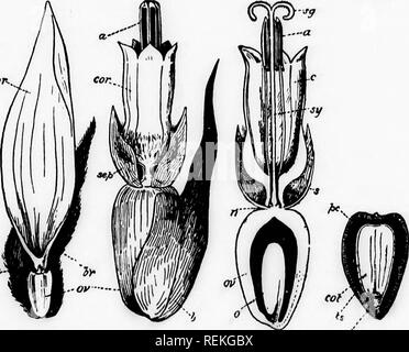 . Botanique élémentaire [microform]. Botanique ; Botanique. 6 apex le ...