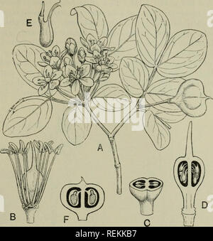 . La classification des plantes à fleurs. Les plantes. ZYGOPHYLLACEAE 281. Fig. 136. Guaiacum officinale. A. petite inflorescence portant des tiges et un fruit, X f. B. fleur avec sépales et pétales retirés, x 3. Ch. Ovslty recoupent, x 4. D. Pistil coupé sur la longueur, x 4. E. très élargie de l'ovule. F. Coupe de fruits, lengthdse nat. taille. (D'après Berg et Schmidt.) (à partir de la Flor. La confiture.) VII. Une famille Malpighiaceae tropicales de plantes ligneuses, surtout des lianes, bvit y compris aussi de petits arbres et d'arbustes, et dans certains cas, comme dans le genre Camarea sec (régions du Brésil), faible taille des arbustes xériques à petites feuilles wit Banque D'Images