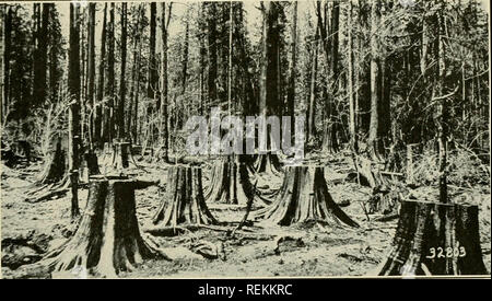 . Le défrichement des souches. Déboisement des terres ; explosifs dans l'agriculture. est affectée par l'eau et le sol de la même manière. Un arbre qui pousse sur une colline raide aura probablement des racines plus lourds sur les côtés que sur la descente et montée 9e.. Un aperçu de forêt vierge et des souches, du genre de celle que peu d'agriculteurs se rencontrent dans la partie orientale du pays. Ces terres sont coûteux à claire, mais il est exceptionaUy terre fertile dans la plupart des cas. Certaines souches sont durables et d'autres vont pourrir très rapidement. Pin blanc pme, la Norvège, les criquets et les souches de cèdre 50 ans sans eno en décomposition Banque D'Images