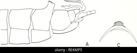 . La classification, l'évolution, et de la dispersion de l'hiver. Allocapnia genre stonefly Les insectes ; Allocapnia. . Veuillez noter que ces images sont extraites de la page numérisée des images qui peuvent avoir été retouchées numériquement pour plus de lisibilité - coloration et l'aspect de ces illustrations ne peut pas parfaitement ressembler à l'œuvre originale.. Ross, Herbert Holdsworth, 1908- ; Ricker, William Edwin. Urbana, University of Illinois Press Banque D'Images