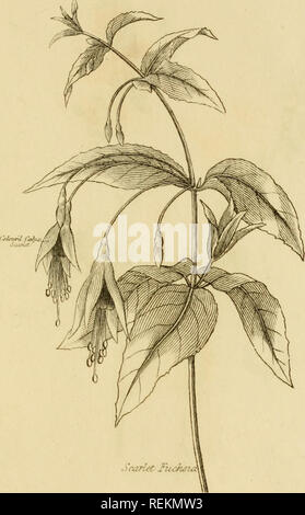 . Les classes et les ordres du système linnéen de botanique : illustré par sélectionner des spécimens de plantes indigènes et étrangers. Les plantes ; les plantes. ©CTATTDRIA MONOGYNIA. ScarleC COCCIWIA Fzocfwi^ fuchsia. Veuillez noter que ces images sont extraites de la page numérisée des images qui peuvent avoir été retouchées numériquement pour plus de lisibilité - coloration et l'aspect de ces illustrations ne peut pas parfaitement ressembler à l'œuvre originale.. Duppa, Richard, 1770-1831. Londres : Imprimé par T. Bensley pour Longman, Hurst, Rees, Orme, Brown et Banque D'Images