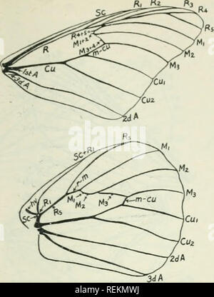 . Livre de classe d'entomologie économique, avec une référence particulière à la insectes économique du nord des États-Unis et au Canada. Les insectes bénéfiques ; les insectes nuisibles ; insectes ; les insectes. CLASSIFICATION ET DESCRIPTION DES INSECTES COMMUNS 171 "i"2 . Veuillez noter que ces images sont extraites de la page numérisée des images qui peuvent avoir été retouchées numériquement pour plus de lisibilité - coloration et l'aspect de ces illustrations ne peut pas parfaitement ressembler à l'œuvre originale.. Lochhead, William, 1864-1927. Philadelphia : Blakiston Banque D'Images