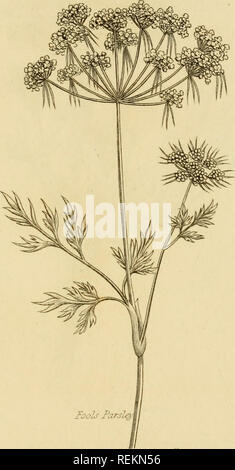 . Les classes et les ordres du système linnéen de botanique : illustré par sélectionner des spécimens de plantes indigènes et étrangers. Les plantes ; les plantes. Creuser^STSriA. ^CYIfAIPIHIM THUSA. Veuillez noter que ces images sont extraites de la page numérisée des images qui peuvent avoir été retouchées numériquement pour plus de lisibilité - coloration et l'aspect de ces illustrations ne peut pas parfaitement ressembler à l'œuvre originale.. Duppa, Richard, 1770-1831. Londres : Imprimé par T. Bensley pour Longman, Hurst, Rees, Orme, Brown et Banque D'Images