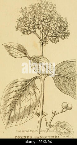 . Les classes et les ordres du système linnéen de botanique : illustré par sélectionner des spécimens de plantes indigènes et étrangers. Les plantes ; les plantes. TETMAK]D)jRL MONOGYNIA. w. Veuillez noter que ces images sont extraites de la page numérisée des images qui peuvent avoir été retouchées numériquement pour plus de lisibilité - coloration et l'aspect de ces illustrations ne peut pas parfaitement ressembler à l'œuvre originale.. Duppa, Richard, 1770-1831. Londres : Imprimé par T. Bensley pour Longman, Hurst, Rees, Orme, Brown et Banque D'Images