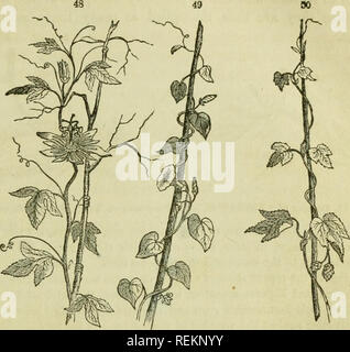 . Class-livre de botanique : être présente de la structure, la physiologie et la classification des végétaux ; avec une flore des États-Unis et du Canada. Botanique ; plantes ; les plantes. L'AXE DE LA TIGE, ou croissant. 3 ? Vrilles appelée, il monte sur les arbres et autres objets d'une grande hauteur, comme le raisin, gourd, et d'autres plantes grimpantes.. La vigne. 4S, fleur de la passion (Passiflora lutea) escalade en vrilles. 49, matin-gloire, twining de droite à gauche. 50, hop, twining de gauche à droite. C9. Le twining tine, ayant également une longueur très disproportioned à son dia- mètre, appuie lui-même sur d'autres plantes ou d'objets Banque D'Images