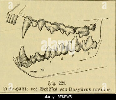 . Le Dr Johannes Leunis Synopsis der thierkunde. Ein Handbuch für höhere lehranstalten und für alle, welche sich mit der wissenschaftlich naturgeschichte der thiere beschäftigen wollen. Les animaux. . Veuillez noter que ces images sont extraites de la page numérisée des images qui peuvent avoir été retouchées numériquement pour plus de lisibilité - coloration et l'aspect de ces illustrations ne peut pas parfaitement ressembler à l'œuvre originale.. Leunis, Johannes, 1802-1873 ; Ludwig, Hubert, 1852- ; Metcalf Collection (North Carolina State University). Dnd ; Tippmann Collection (North Carolina State University). Dnd. Hanovre, H Banque D'Images