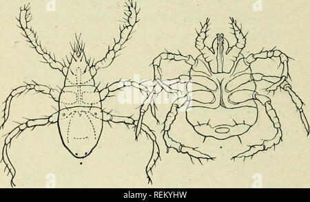 . Circulaire. Les insectes. 2 comme ils se produisent sur la surface des corps des sauterelles et araignées récolte ou "Daddy Long Legs" (Phalangiidse) et sous les ailes de la mouche domestique. Juste ce qu'espèces d'acariens de la récolte sont mal- certains pour l'homme, les États-Unis n'est pas connu, mais l'un d'entre eux, peut-être le plus commun, est appelé dans la littérature comme » Lfptus » irritans Riley.1 LES SYMPTÔMES ET LE MODE D'ATTAQUE. Peu de temps après la récolte des terriers sous les acariens de la peau humaine un petit point rouge s'affiche (évidemment l'acarien lui-même colleté avec le sang humain), après quoi la surface environnante b Banque D'Images