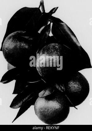 . En vertu de l'irragation fruits Cirtus. Les agrumes, les fruits-culture. 8 AGRUMES SOUS IRRIGATION § 2110. Le sang de Malte est une variété cultivée dans un petit chemin en Californie. L'arbre est une croissance lente, un lourd porteur, et le fruit est enclin à prendre en grappes sur des tiges terminales. Un cluster de Malte orange sanguine est illustré en Fig. 4. Les fruits sont petits, légèrement ovales, et généralement sans pépins. La pulpe est éclaboussé de rouge et, si l'orange est cultivé au soleil, peut être entièrement rouge. Le fruit de cette variété est venu juste au moment où la cueillette des oranges navel est terminée. 11. Le Med Banque D'Images