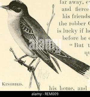 . Citizen bird : scènes de la vie des oiseaux dans l'anglais pour les débutants. Les oiseaux. 286 oiseaux loin des citoyens, même si tliey sont si gros et féroce qu'il a d'appeler ses amis à lui proposer votre aide afin que le voleur ou Crow oiseaux cannibale a de la chance s'il ne veut pas perdre un oeil avant qu'il s'échappe. '' Mais le Tyran tritri n'est pas querelleur - très animé tout simplement ; mensonge est l'image du tableau de bord et dar- ing en défendant sa maison, et lorsqu'il enseigne à ses enfants à voler. " Comme d'autres mangeurs d'insectes, il quitte le nortlierly membres avant le temps froid et les voyages au-delà des États-Unis pour l'hiver. Banque D'Images
