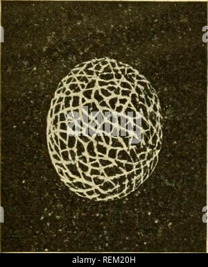 . Circulaire. Les insectes nuisibles ; les insectes nuisibles. Fig. 4.-le charançon postiche de la luzerne : oeufs. Considérablement augmentée. (Original.) les tuer dans leurs efforts pour pondre en eux. Une idée de l'abondance de ces oeufs et la mesure dans laquelle l'organisme nuisible peut se reproduire dans les lots vacants et autres déchets des terres où la luzerne a échappé de culture et grandit comme une mauvaise herbe ma}^ être obtenue du fait que, dans un cas, un seul plant a découvert qu'il contenait 127 de ces trous de ponte dans le milieu de la saison de ponte, avec les perforations de frais et nouveau. Comme l'une crevaison peut contenir n'importe où de quelques à plus de 30 œufs, probabl Banque D'Images