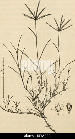 . Circulaire. Gramineae -- United States ; les plantes fourragères -- United States. La circulaire n° 31. Agros. 82. Département d'Agricnltnre AGROSTOLOGY, DIVISION DE L'herbe, [et plante fourragère, enquêtes.] F. LAMSON-SCRIBNER, Agrostologist. L'herbe des Bermudes. {Bermuda Grass Cynodon dactylon) est bien connu dans les États du Sud. Il est originaire des régions tropicales de l'Est, et a été introduit aux États-Unis à une période précoce. Il s'est depuis répandu dans la région de Maryland pour le Missouri et le Texas, et est localement abun- dant du Nouveau-Mexique jusqu'au sud de la Californie. Bien que sa Banque D'Images