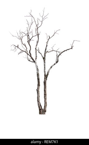 Ancien et unique arbre mort isolé sur fond blanc Banque D'Images