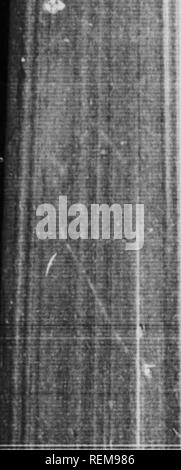 . Le scarabée sacré, et d'autres [microform]. Les coléoptères ; ColÃ©optÃ¨res. ^ tiJKJ L.,3 V '. Le Scarabée sacré et d'autres ce qu'elle ne donne pas normalement, je créer artificiellement en empilant sur gerbe gerbe. Être- neath cet extraordinaire trésor, à l'instar de ce qui n'est jamais offert par les champs, mon cap- tives travailler avec un zeste qui montre à quel point ils apprécient la manne. 'Ihcy m'enrichir avec plus de saucisses que je sais quoi faire avec. Je les organiser dans les strates en grand pot, de sorte que, lorsque l'hiver arrive, 1 peut étudier les actions de la larve ; J'loduje-les séparément dans des tubes de verre et test-tubes ; je pa Banque D'Images