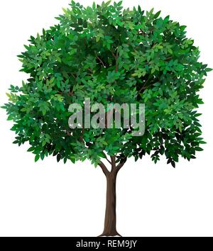 Arbre généalogique réaliste vectorielle avec des feuilles vertes. Les fruits de jardin arbre avec une couronne luxuriante. Plus d'usine. Isolé sur fond blanc. Illustration de Vecteur