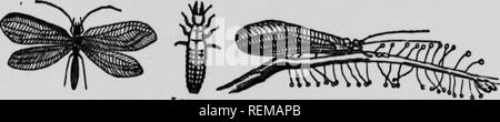 . Ennemis des agriculteurs et leurs remèdes [microform]. Les ravageurs ; les ravageurs agricoles, les ravageurs agricoles, animaux et plantes nuisibles, lutte contre les ennemis des cultures ; ; Ennemis des cultures, Lutte contre les. Thl8 beetle travaille à l'Aphis de destruction et les cochenilles, et nulte est commun. "Im". (Chrytopa Lace-Winged Fly oculata).. Lorsque la coccinelles sont super destrojers d'échelle et l'APHIS, le larvje wlnged-Dentelle de la débarrasser des mouches de millions d'arbres et de plantes d'Aphidtr. La flv a un corps mince, avec de délicats, ganze-llke ailes, et sa couleur est ?enerallv^gr n avec des yeux d'or. Les oeufs sont dep Banque D'Images