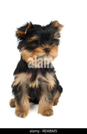 Un chiot mignon du Yorkshire Terrier est assis sur un fond blanc Banque D'Images