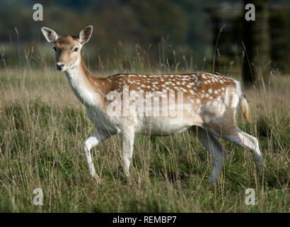 Femme daim tacheté, Dama dama, l'abbaye de Fountains, North Yorkshire, England, UK Banque D'Images
