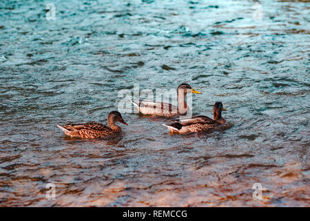 Libre de trois canards bruns assis sur la surface ridée de l'eau Banque D'Images