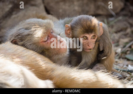 Macaque Rhésus ludique (Macaca mulatta) singe bébé à dormir à côté d'un singe adulte, Swayambhunath, Népal Banque D'Images