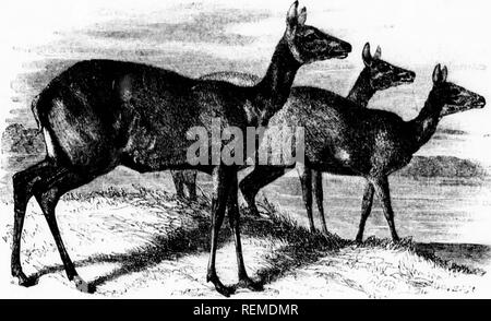 . Les [microform]. Mammifères ; histoire naturelle ; Mammifères ; sciences naturelles. DUyKER-U0K.-CVj,7i&Lt ;", uiius ificiycns.. Veuillez noter que ces images sont extraites de la page numérisée des images qui peuvent avoir été retouchées numériquement pour plus de lisibilité - coloration et l'aspect de ces illustrations ne peut pas parfaitement ressembler à l'œuvre originale.. Wood, J. G. (John George), 1827-1889. London : Routledge, Warne, et Routledge Banque D'Images