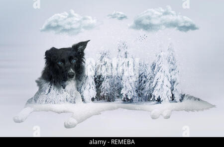 Race de chien border collie attentive ment, une oreille pliée, full length portrait double effet de l'exposition sur la forêt enneigée hiver paysage. Banque D'Images