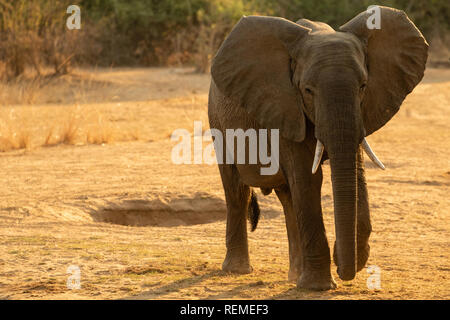 Un jeune éléphant d'Afrique en marche vers la caméra avec ses oreilles dans le parc national de South Luangwa Banque D'Images