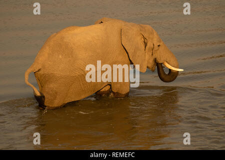 Un éléphant d'Afrique de boire tout en se tenant dans la rivière dans le parc national de South Luangwa Banque D'Images