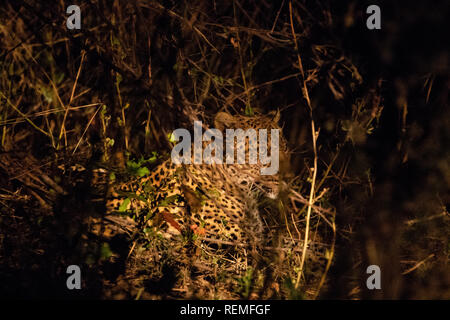 Un léopard en appui au sol la nuit dans le parc national de South Luangwa en Zambie Banque D'Images
