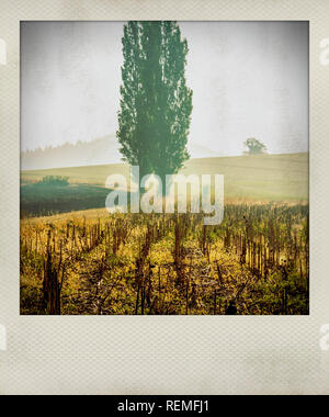 Effet Polaroid d'arbres en campagne, France, Europe Banque D'Images