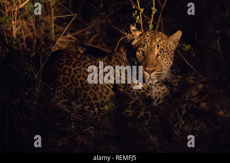 Un léopard en appui au sol la nuit dans le parc national de South Luangwa en Zambie Banque D'Images