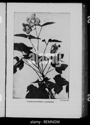 . Canadian wild flowers a savoir [microform]. Fleurs sauvages, fleurs sauvages. . Veuillez noter que ces images sont extraites de la page numérisée des images qui peuvent avoir été retouchées numériquement pour plus de lisibilité - coloration et l'aspect de ces illustrations ne peut pas parfaitement ressembler à l'œuvre originale.. Neltje Blanchan,, 1865-1918 ; Dickinson, Asa Don, 1876-1960. Toronto : Musson Banque D'Images