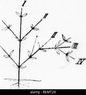 . Botanique élémentaire [microform]. Botanique ; Botanique. Longueur, tcs uniquement par itinue à croître ny feuilles et d'une durée indéterminée ou Â"er part, le vv, de sorte que la:d ou définie (fig. 62 a) les méthodes de l'encre. Et c es con- sfinite la croissance, 3rm d'échelles ; ;d des pousses. échelles sur les 1 dtvarf-pousses 3t se compose de ng juste en dessous du feuillage jreen- un certain nombre de :) de la tige 5 (fig. 40). t les ordres (fig. saring feuilles. 10 moyens d'être un } stem : : par conséquent, c'est rms par qui nous sommes, de l'axe de la tige (tige) de sral (axe 11.). 4- FiK'. L'axe secondaire de la tige est un iv/.w///,;J ; 7^^^^ » » ^^ ('"Â ¢) ^^"Â"i"g sur un Banque D'Images