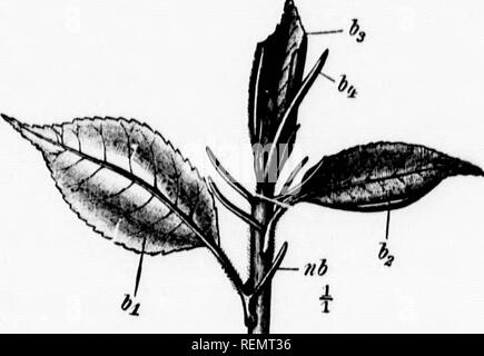 . Botanique élémentaire [microform]. Botanique ; Botanique. 23 bourgeons Vernation est le Tf-rm - r 1,, chaque feuille. siâKlc,pXi est T',r','" f"" ?' '"'^ "Â""" i.. qui //Â"'Â"(fig. 20 ,1, T, """" ''â ¢ ^ach chacun étant composé de feuilles h I la lamina peut il simolv ^/ Z .'''"'â ¢ ' ^^^»^f c., les moitiés de deux pages d'un crochet, ^ ^ »^»^^^»^^ ^«^^^ t"^''''' long ^le milieu-dh 1 u ff^^-'- 30, 33) ; ou tliere peut-il un certain nombre de plis ( %â ¢ 34) le long de plusieurs des grosses veines, dans especiallv avec feuilles nervures parallèles (^^.,.-. 0,^^^, herbes) et avec palmées Banque D'Images