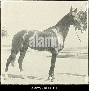 . L'élément moteur de clubs Greater Boston ... Les courses de chevaux ; les chevaux. W. J. MCDONALD'S MATINEE CHEVAUX-suite. Veuillez noter que ces images sont extraites de la page numérisée des images qui peuvent avoir été retouchées numériquement pour plus de lisibilité - coloration et l'aspect de ces illustrations ne peut pas parfaitement ressembler à l'œuvre originale.. Linnehan, John William, 1860-, ed ; Cogswell, Edward Everett, 1864-, [éd. mixte Boston, appuyez sur l'Atlantique de l'impression] Banque D'Images