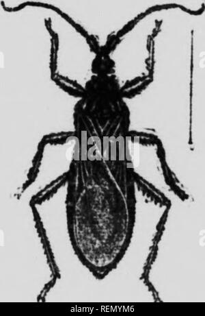 . L'insecte [microforme] : livre un compte rendu populaire de l'abeilles, guêpes, fourmis, sauterelles, mouches et autres insectes de l'Amérique du Nord à l'exclusion des papillons diurnes et nocturnes et les coléoptères, avec les histoires de vie complet, de tables et de bibliographies. Insectes ; les insectes. La Famille (Rcdiiviiihc.) Il s'agit d'.1 grande et importante famille de bugs qui comprend plus de deux mille espèces dont plus de cent cinquante habitent les États-Unis. Ses formes varient beaucoup en structure et ont été répartis entre treize sous-familles et trois cent trente-six gen- ère. Tous les prédateurs sont dans leurs habitudes et se nourrissent d'o Banque D'Images