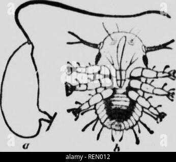 . L'insecte [microforme] : livre un compte rendu populaire de l'abeilles, guêpes, fourmis, sauterelles, mouches et autres insectes de l'Amérique du Nord à l'exclusion des papillons diurnes et nocturnes et les coléoptères, avec les histoires de vie complet, de tables et de bibliographies. Insectes ; les insectes. Saut d'Plant-Lice tht ou Kl""-lic le liirxi- wing p;ids. Sa ch. "Ig. Je&lt;j5 -feartnc INylla : ./, œuf f, u.rxa-Ttaiiy tiilirgcd ^ Imth.f AJhr Milr','tlt J st adultes.gii' dans les crevasses de avec la première (sprinjj chaud jours, en commençant par la pose des oeufs sur les feuilles avant de s'être complètement développé ou même de les placer dans les fissures m Banque D'Images
