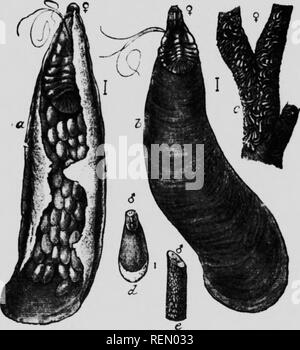 . L'insecte [microforme] : livre un compte rendu populaire de l'abeilles, guêpes, fourmis, sauterelles, mouches et autres insectes de l'Amérique du Nord à l'exclusion des papillons diurnes et nocturnes et les coléoptères, avec les histoires de vie complet, de tables et de bibliographies. Insectes ; les insectes. L'échelle de l'histoire de la vie des insectes Oyster-Shell Bark-Louse de l'Apple. (.^htilcispii f,'âi,&gt;niiii, Himilic) C'est insi-piobnMv conimotifst ct est la plus répandue d'inJ:md  ; par conséquent la Ivst-uik.wn, de ;.nv du verger sc se trouve" il est constaté dans le monde entier. Il w..s pb;une onginally Furopean iMv insectes-en tout cas, wa Banque D'Images