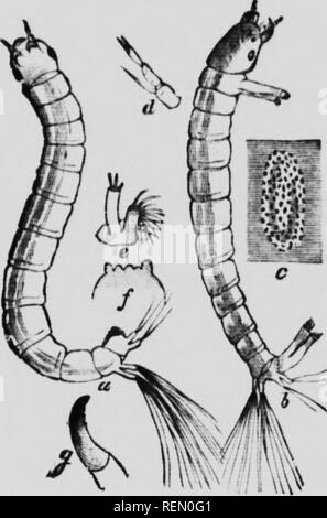 . L'insecte [microforme] : livre un compte rendu populaire de l'abeilles, guêpes, fourmis, sauterelles, mouches et autres insectes de l'Amérique du Nord à l'exclusion des papillons diurnes et nocturnes et les coléoptères, avec les histoires de vie complet, de tables et de bibliographies. Insectes ; les insectes. Le ^inCFS J avec un mouvement de danse. La Famille (Cliirouomidii.) Les 11 ECTS. de cette famille, communément appelé "les moucherons," sont petites, délicate (incombe à la nervation simple et pas d'ocelles. L'antenne" des mâles de la plupart des genres sont fortement, et l'plumeuses llies eux-mêmes sont souvent vus en essaims Hying Quand au reste du pied avant de thi. Banque D'Images