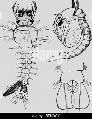 . L'insecte [microforme] : livre un compte rendu populaire de l'abeilles, guêpes, fourmis, sauterelles, mouches et autres insectes de l'Amérique du Nord à l'exclusion des papillons diurnes et nocturnes et les coléoptères, avec les histoires de vie complet, de tables et de bibliographies. Insectes ; les insectes. Moiquitoci differept u t h 11 mues, arrive à maturité et se transforme en une chrysalide dans un minimum de sept jours en été chaud prend beaucoup plus de temps, au début du printemps ou quand le temps froid se développe à l'automne. La chrysalide est bien il'ustrated m les tigu;e et diffère radicalement de la larve ou wriggler du fait qu'il respire Banque D'Images