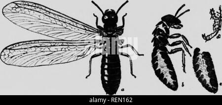 . L'insecte [microforme] : livre un compte rendu populaire de l'abeilles, guêpes, fourmis, sauterelles, mouches et autres insectes de l'Amérique du Nord à l'exclusion des papillons diurnes et nocturnes et les coléoptères, avec les histoires de vie complet, de tables et de bibliographies. Insectes ; les insectes. Fourmis blanches (Onkr /soptera.) Bien qu'à partir de leurs particularités de la structure de ce groupe d'insectes forment un ordre distinct, il n'y a pas beaucoup de genres ou espèces, et il y a en réalité, mais une seule famille, à savoir, l'Termitid* (à moins que la famille curieux être Embiidce inclus ici, qui ne semble pas être justifié). Tous les insectes sont savoir isopterous Banque D'Images