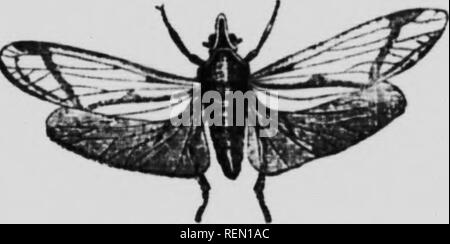 . L'insecte [microforme] : livre un compte rendu populaire de l'abeilles, guêpes, fourmis, sauterelles, mouches et autres insectes de l'Amérique du Nord à l'exclusion des papillons diurnes et nocturnes et les coléoptères, avec les histoires de vie complet, de tables et de bibliographies. Insectes ; les insectes. Kig 127 - iii-Iiritpttra AJttr CkUr sp. j.) J' .- &gt;je Mill I1H.-H. t t Ajlir «iJelphacina- rhs qui l'Flatina ; et sont mieux représentés dans les États-Unis. Les formes tropicales sont grandes et lumineuses et colorées de la lanterne-tlies vrai sont soi-disant à cause de l'énorme i-. Fig. Cmi).- OtiiK-crus je ni'uiferti. ( Afhr Vhl,r. , L'élargissement de Banque D'Images