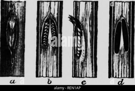 . L'insecte [microforme] : livre un compte rendu populaire de l'abeilles, guêpes, fourmis, sauterelles, mouches et autres insectes de l'Amérique du Nord à l'exclusion des papillons diurnes et nocturnes et les coléoptères, avec les histoires de vie complet, de tables et de bibliographies. Insectes ; les insectes. La récolte ou Fliea Cigales angles. La hc.id a trianRularlv trois ocelles placés sur le sommet entre les yeux composés et de l'antenne- se composent d'un jomt basale courte surmontée d'une brosse qui est divisé en segments (Ive à propos. Les formes tropicales aux couleurs vives sont parfois mais l'espèce qui se produisent aux États-Unis sont UMialiy g Banque D'Images