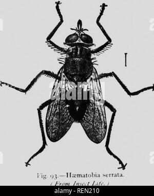 . L'insecte [microforme] : livre un compte rendu populaire de l'abeilles, guêpes, fourmis, sauterelles, mouches et autres insectes de l'Amérique du Nord à l'exclusion des papillons diurnes et nocturnes et les coléoptères, avec les histoires de vie complet, de tables et de bibliographies. Insectes ; les insectes. Le Hoi An '^H-FLY ET SON Fatnily Miiscida (relations proche.) Les insectes de cette famille comprennent ce qui pourrait il connu sous le nom de vraies mouches typiques. Les soies de l'antennx et plumeux est l'abdomen est lisse à l'exception d'un certain nombre de poils près de la pointe. Le larviv en règle générale se nourrissent de matières animales ou végétales en décomposition, plus d'abondance sur Banque D'Images