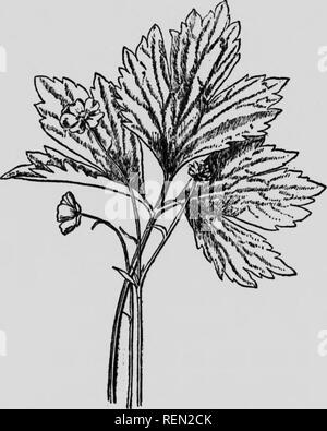 . Nos premières fleurs sauvages [microforme] : une étude de la végétation herbacée fleurit au début du printemps dans les états du nord et du Canada. Fleurs sauvages ; botanique ; botanique ; Fleurs sauvages. CROWFOOT Family Fruit globulaire de tête.-akencs ; akènes télévision, fortement chat. Pollinisées par les mouches et les petites abeilles. Nectar-palier. Étamines développer avant que les stigmates.. Swamp-Buttercup. Ranancutus septcniriondlts c'est l'une des premières renoncules, d'être recherché dans les endroits humides et marécageuses, où il couvre des domaines très fréquemment. Il fleurit avec parcimonie, qui, avec ses environs, ajoute à son attrait. Banque D'Images