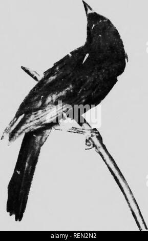 . La façon d'attirer les oiseaux, et d'autres parle de voisins d'oiseaux [microforme]. Les oiseaux, attirer des oiseaux ; Attraction ; Oiseaux, des oiseaux ;. Comment inviter Bird &gt ; ij^hbours UNE HIRDS-KYi : IKV OK IL CARDKNS OIR nous avons réalisé comment caret'ull ami liow- liope oui entièrement Li;ardens ami vergers sont serutiiii exeri ed/sprini,-,r,;ind sur quels détails judirmeiK' sur eux est passé l'hv vigilant des inspecteurs, nous^mii ht, si facilement, avec un peu d'forethoiiji;ht, disposez-les au goût v^ la maison d'asile. J'.ven dans nettled trollev banlieue et en très petite porte-vards il est possible de faire quelque oiseau Banque D'Images