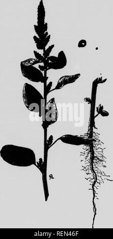 . Les mauvaises herbes de la Farm and Ranch [microform]. Le SBOS ; les mauvaises herbes ; travail du sol ; mauvaises herbes. La lutte contre les mauvaises herbes de l'Fabji* amd RAxrii U.. racine rouge. Veuillez noter que ces images sont extraites de la page numérisée des images qui peuvent avoir été retouchées numériquement pour plus de lisibilité - coloration et l'aspect de ces illustrations ne peut pas parfaitement ressembler à l'œuvre originale.. Prêts, T., N ; la Saskatchewan. Ministère de l'Agriculture. Regina : J. A. Reid Banque D'Images