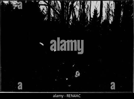 . La foresterie agricole [microform]. Les terrains boisés ; plantation ; forêts privées ; Arbres. SI UN FICHIER .ew affaires Ireti ont provm thtir au pays d'une valeur de thia rela- tion t( rusticité et taux de croissance. De thete les plus importantes sont : l'épicéa, pin sylvestre, mélèze d'Europe et. À partir de résultats présentés dans plusieurs plantations dans l'Ontario, l'hardwoods aura probablement une petite place dans les futures plantations travail dans ce pays. L'un de nos meilleurs guidfs dans la replantation sera trouvé dans l'original na- ture distribution des arbres. Depuis de nombreuses générations certaines espèces se sont adaptées à certains domaines ac Banque D'Images