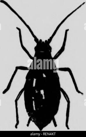 . Les insectes affectant les légumes [microform]. Légumes ; légumes ; les insectes nuisibles ; insectes nuisibles. Fig. ]. L'aphis ailé et winglc torm-beaucoup agrandie.. Fig. 2. L'aphis aptères- considérablement augmentée.. Veuillez noter que ces images sont extraites de la page numérisée des images qui peuvent avoir été retouchées numériquement pour plus de lisibilité - coloration et l'aspect de ces illustrations ne peut pas parfaitement ressembler à l'œuvre originale.. Bethune, Charles J. S. (Charles James Stewart), 1838-1932 ; l'Ontario. Ministère de l'Agriculture. Toronto : ministère de l'Agriculture Banque D'Images