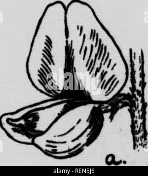 . Les mauvaises herbes toxiques pour le bétail [microform]. Plantes vénéneuses ; les plantes toxiques ; Plantes vénéneuses pour le bétail ; toxicologie vétérinaire intoxication du bétail ; plantes ; toxicologie vétérinaire. 32 Dbpartmbnt Aoriculturb d'un huitième de pouce de long. Cette impulsion permet de distinguer les mauvaises herbes de loco-blanc faux loco-weeda. (Voir Fig. 12 ; page 82). L'éperon sur la quille de la fleur ne doit pas être confondu avec l'épi à la fin de la graine-pod. Chaque fleur produit une gousse enflée ou quelque peu semblable à la vessie, et contenant plusieurs graines. Il y a un court éperon incurvé à la fin de chaque module. Le plan Banque D'Images